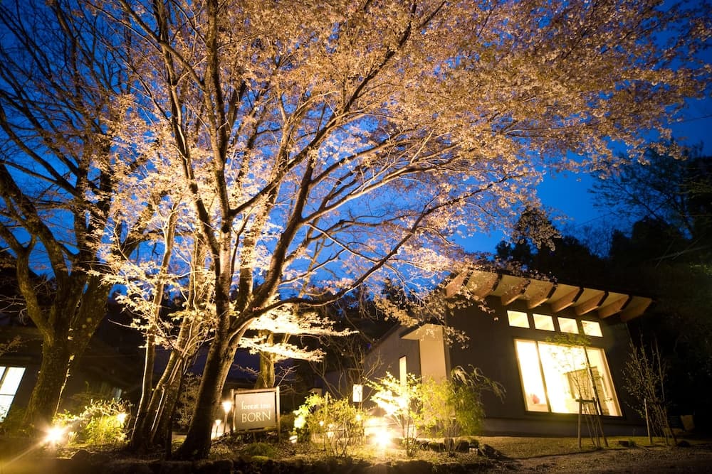 포레스트 인 본 기본 이미지 사진 1