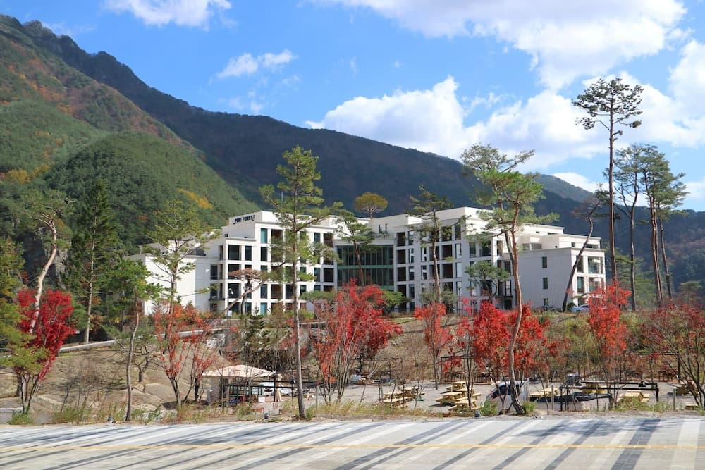 파인 포레스트 기본 이미지 사진 1