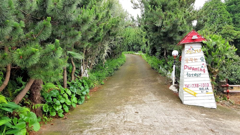 Dreaming Forest, Primary image, photo 1